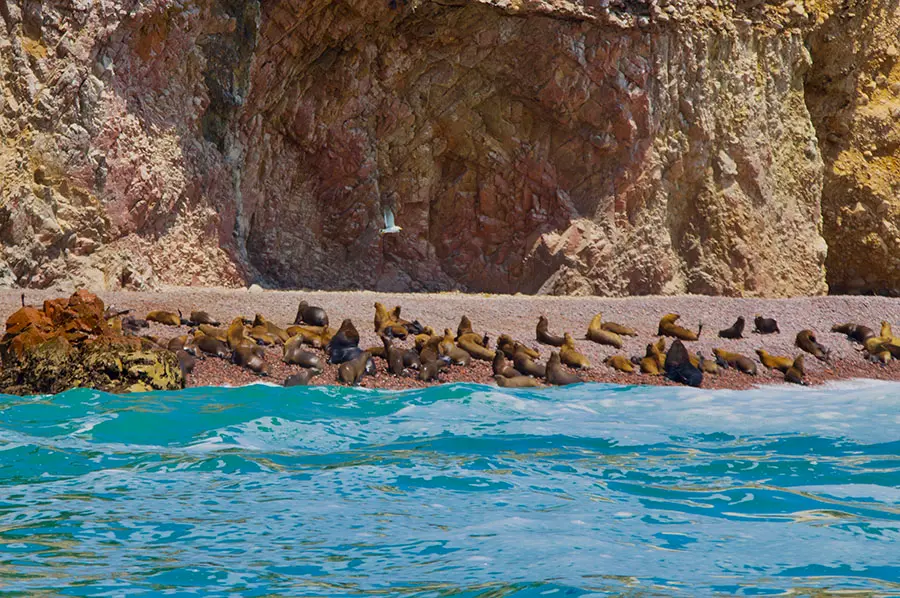 Paracas